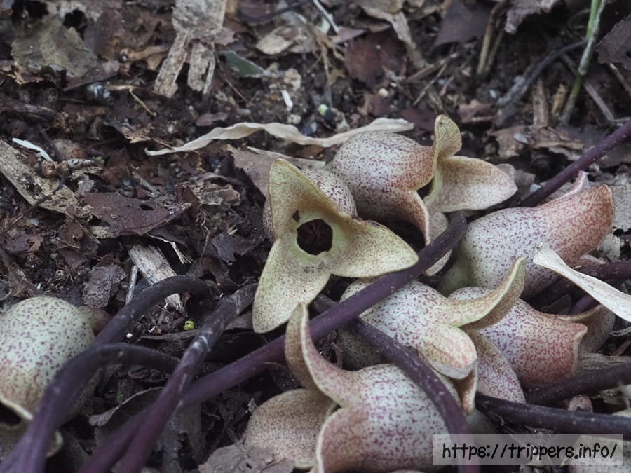 チタカンアオイ