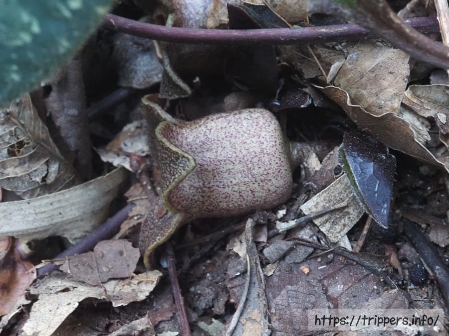 チタカンアオイ