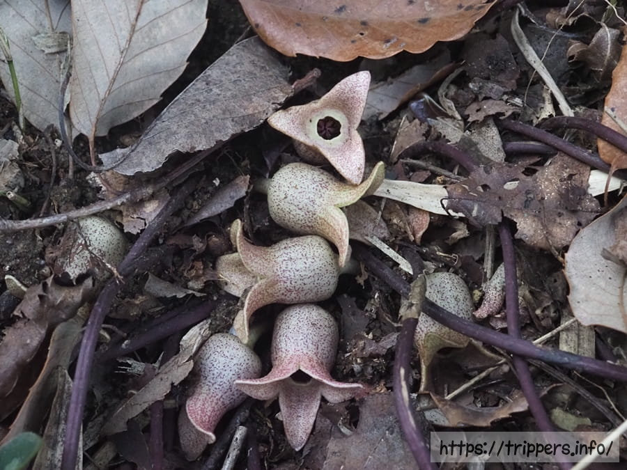 チタカンアオイ