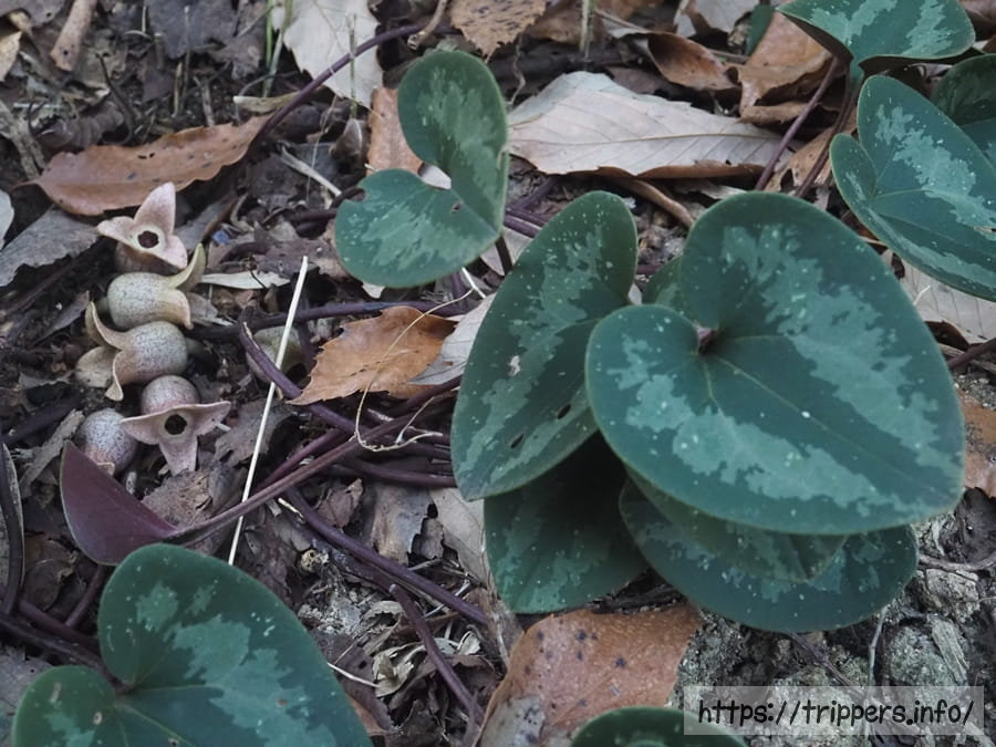 チタカンアオイ