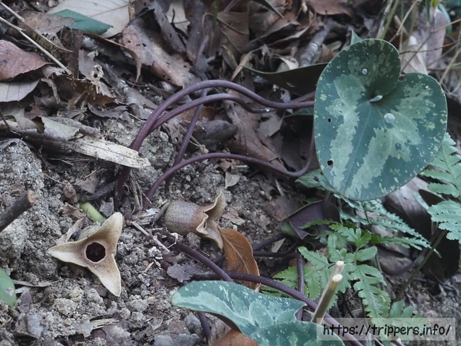 チタカンアオイ