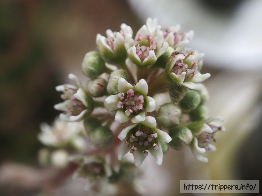 セファロタスの花