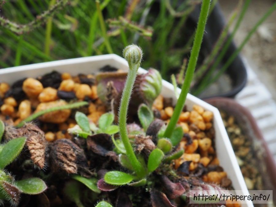 セファロタスの蕾