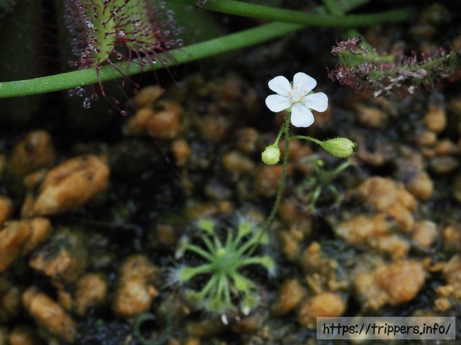 ピグミードロセラであるレウコスティグマの花