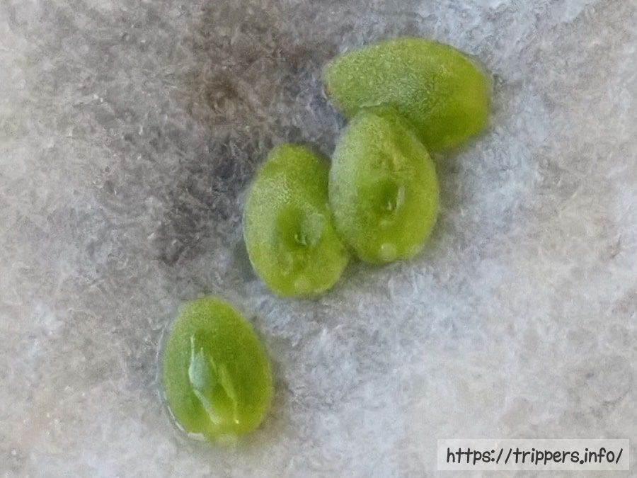 ピグミードロセラであるレウコスティグマのムカゴ