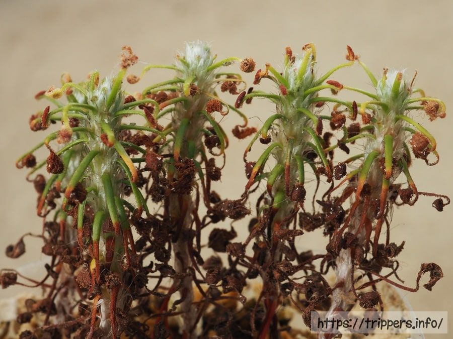 ピグミードロセラであるスコルピオイデス