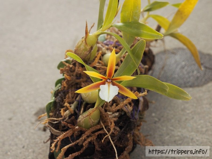 ディネマ・ポリブルボン