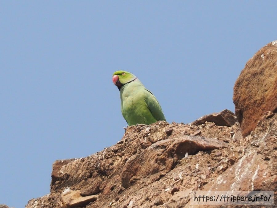 ワカケホンセイインコ