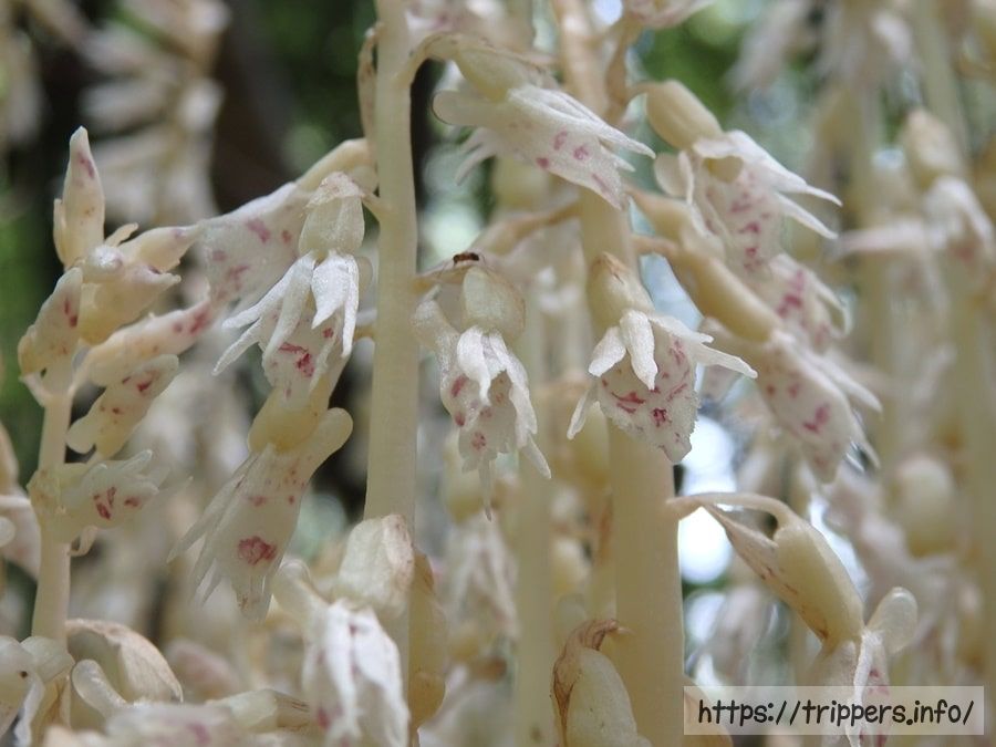 タシロランの花