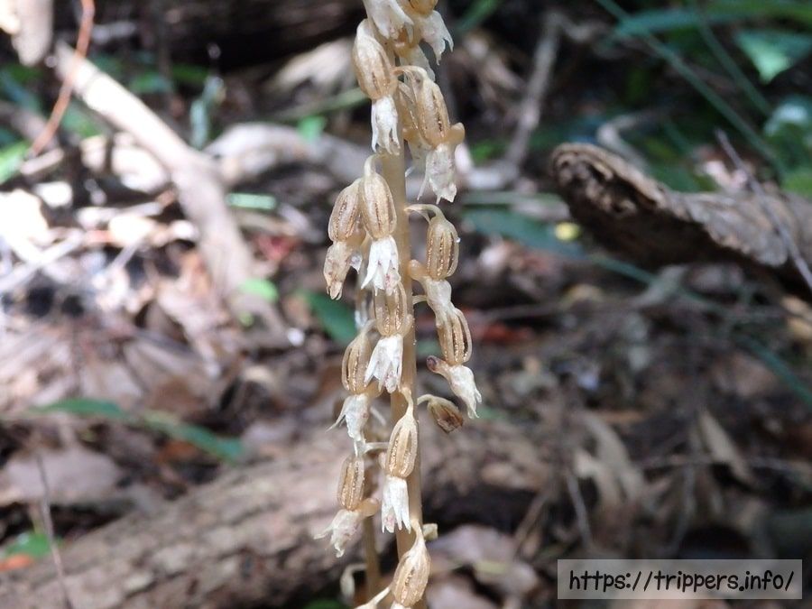 種子散布を終えた花