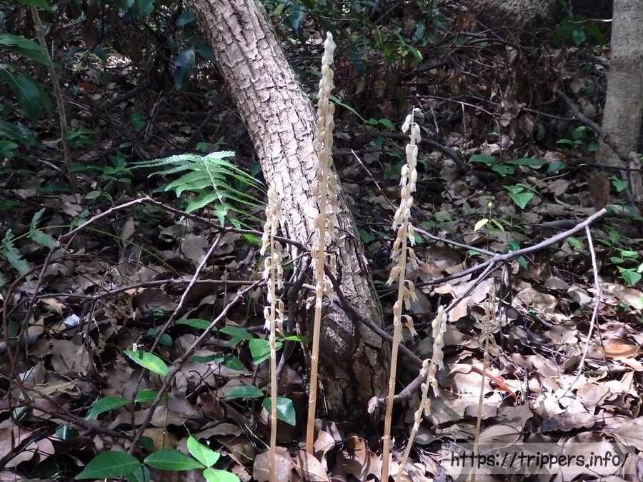 真鶴半島で見かけたタシロラン