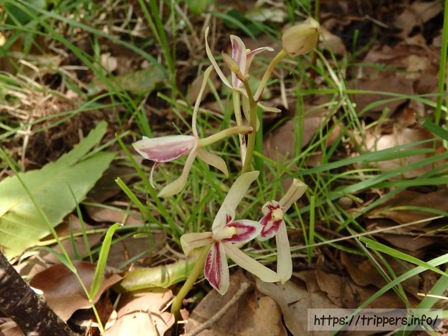 腐生植物であるマヤラン