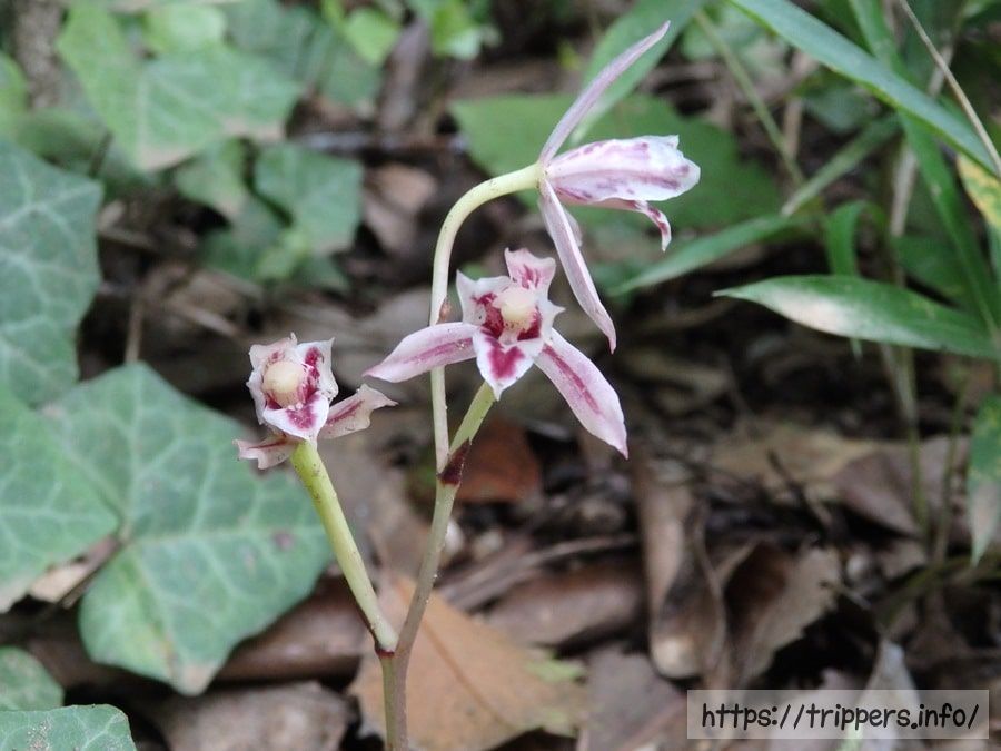 舞岡公園のマヤラン
