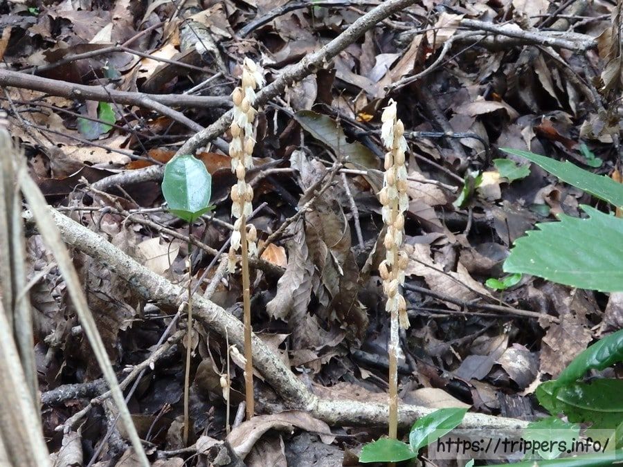 舞岡公園で見かけた