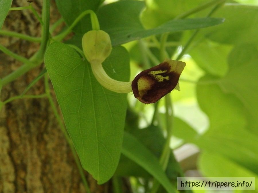 ウマノスズクサ