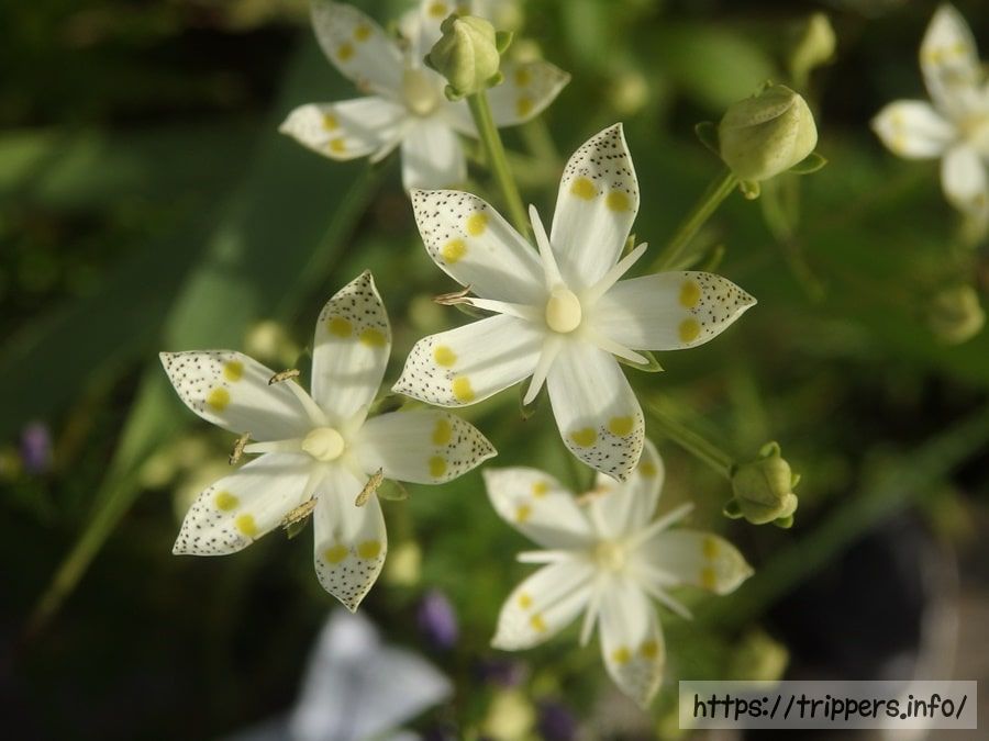 箱根湿性花園のアケボノソウ