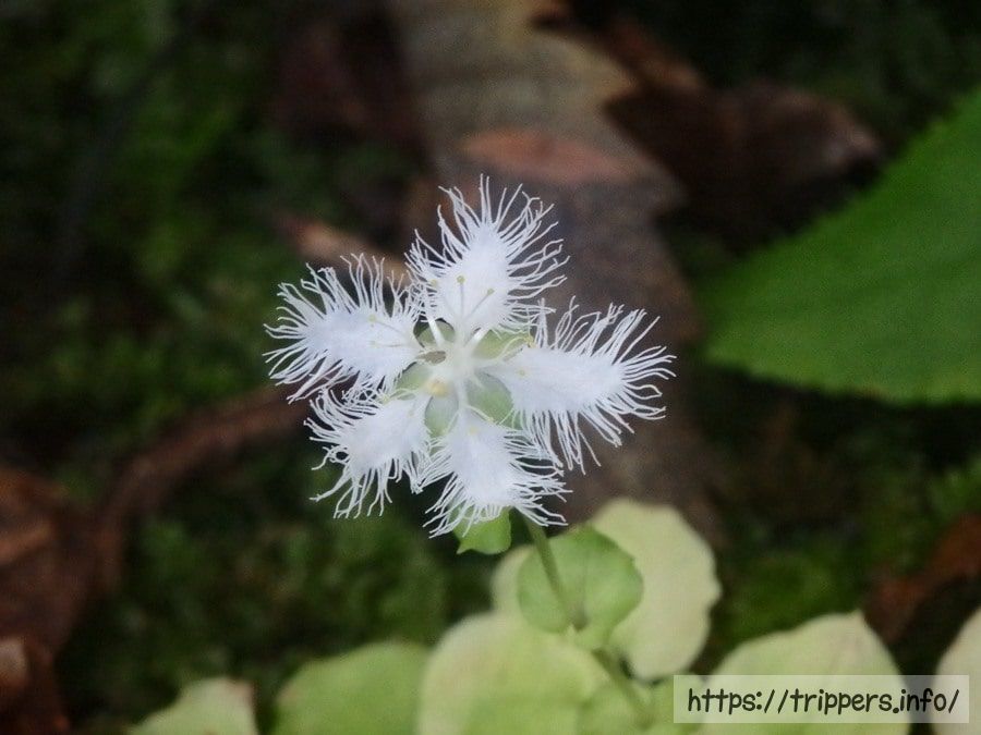 シラヒゲソウの花