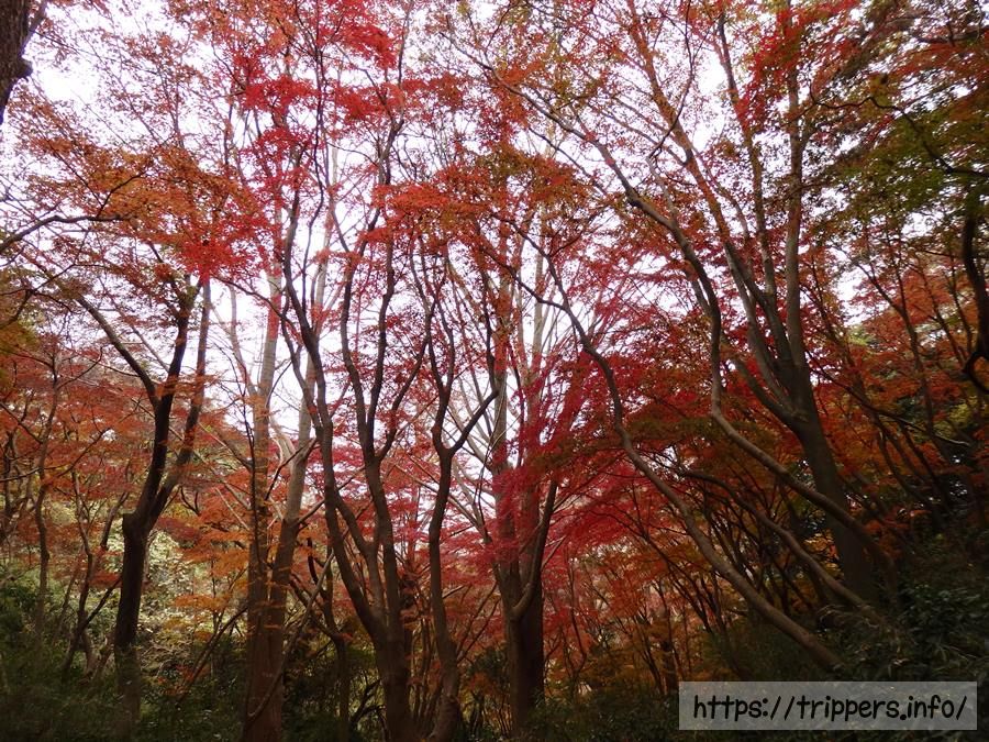獅子舞の谷の紅葉