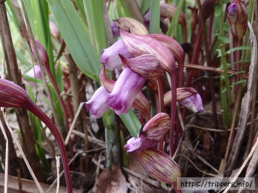 ナンバンギセル
