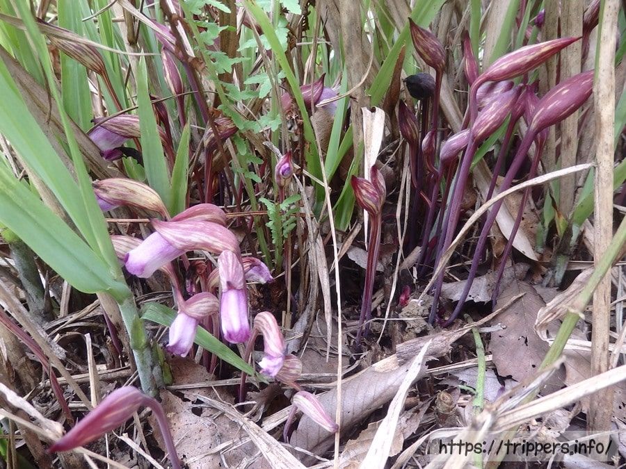 神代植物公園のナンバンギセル