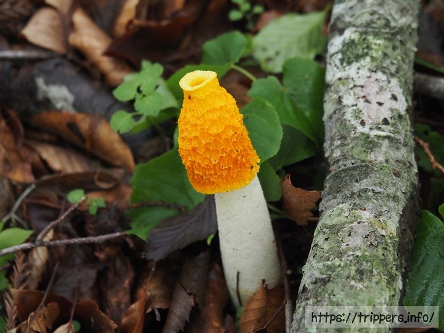 キイロスッポンタケ