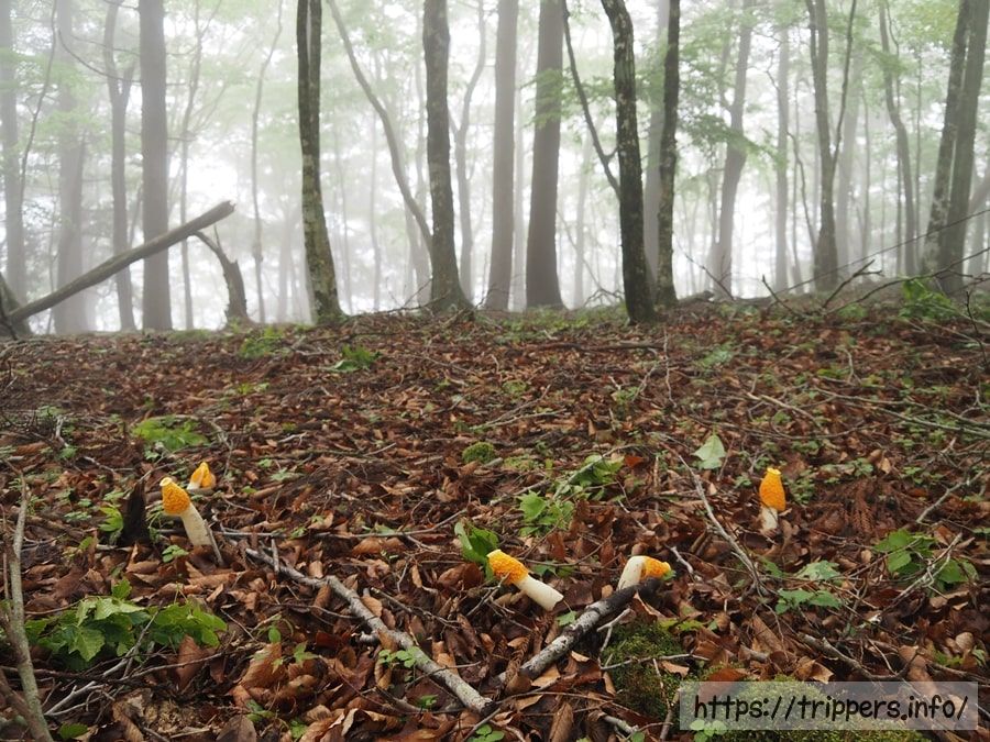 キイロスッポンタケ