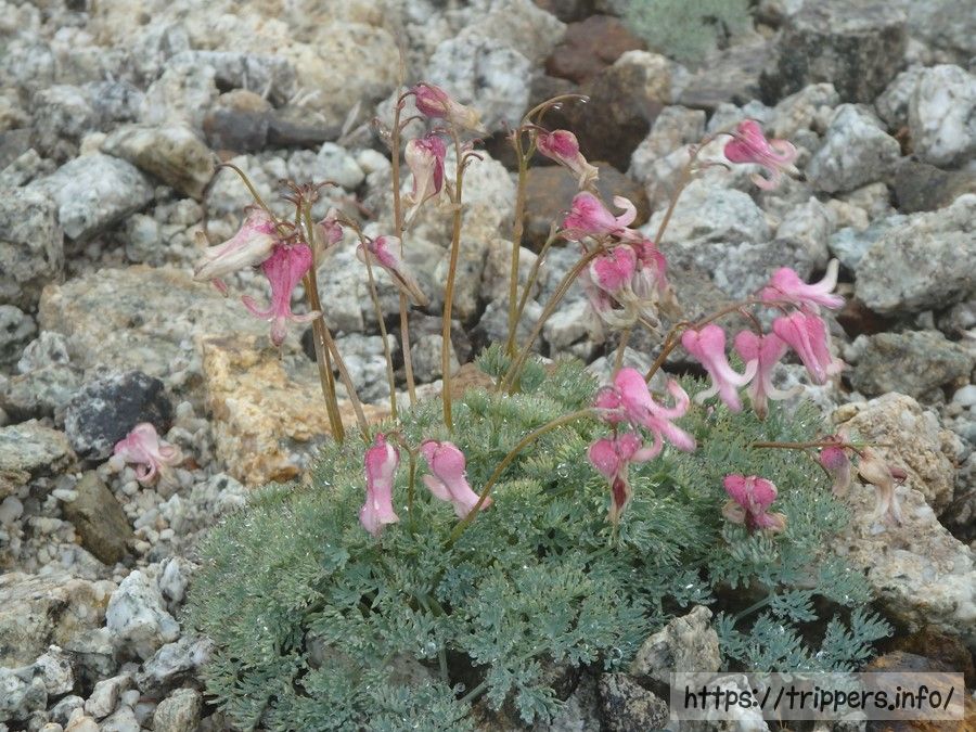 唐松岳 コマクサ
