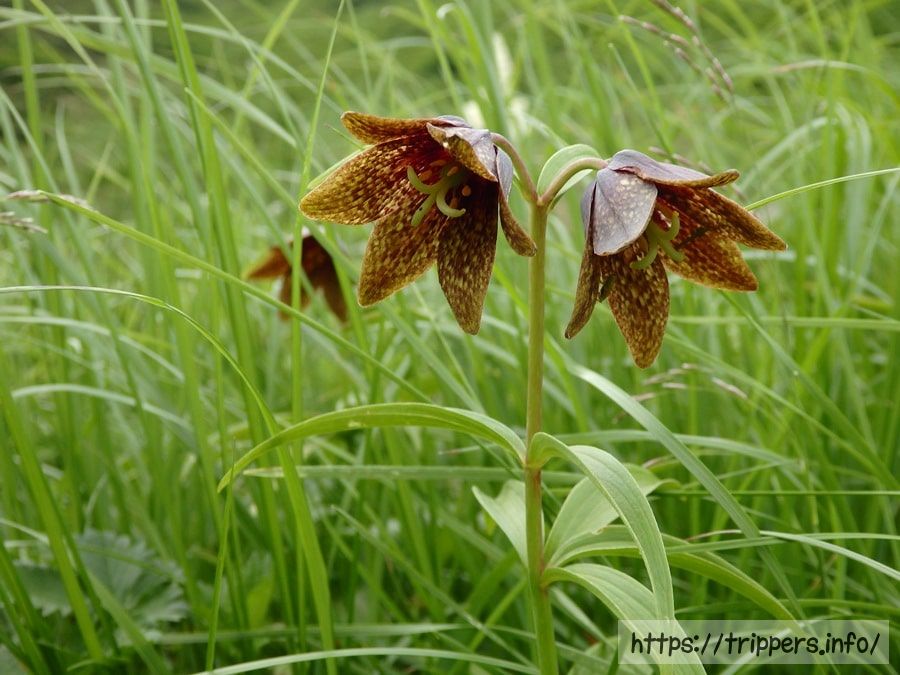 ミヤマクロユリ