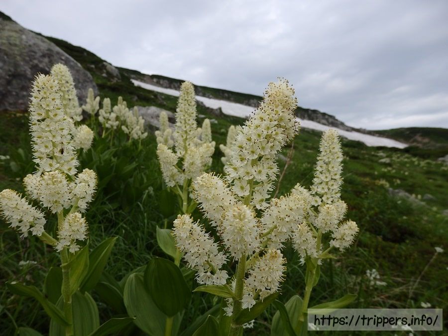 コバイケイソウ