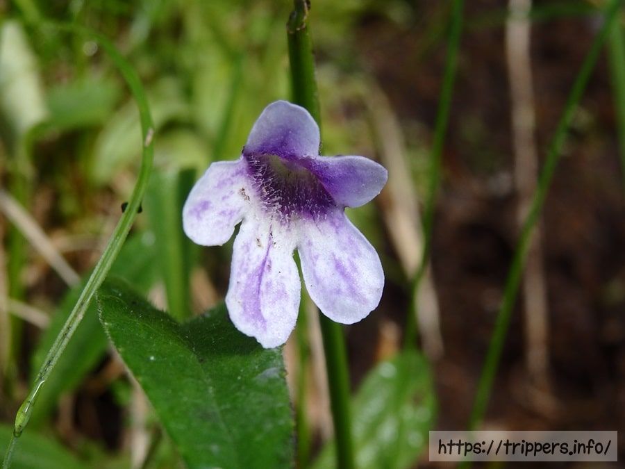 ムシトリスミレ