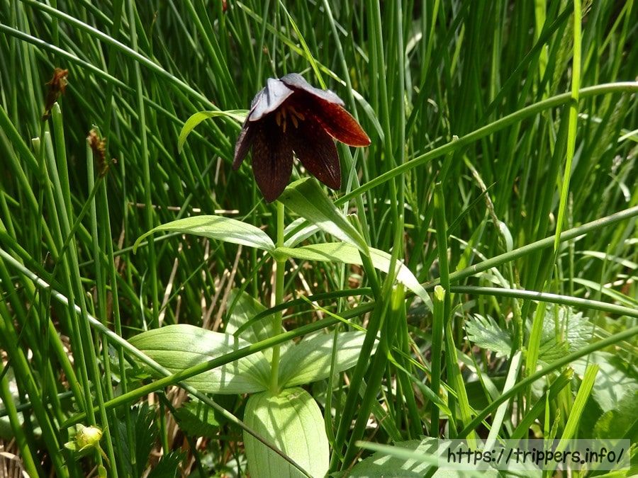 ミヤマクロユリの雄花
