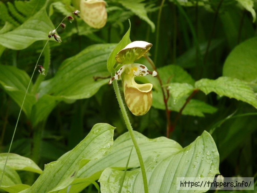 キバナノアツモリソウ