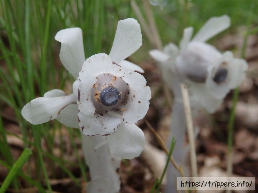 ギンリョウソウ