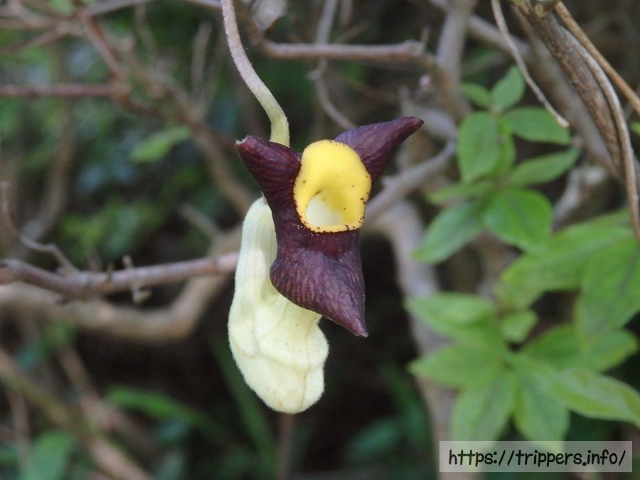 アリマウマノスズクサ