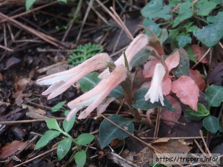 塔ノ岳 政次郎尾根