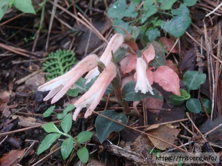 ベニシュスラン