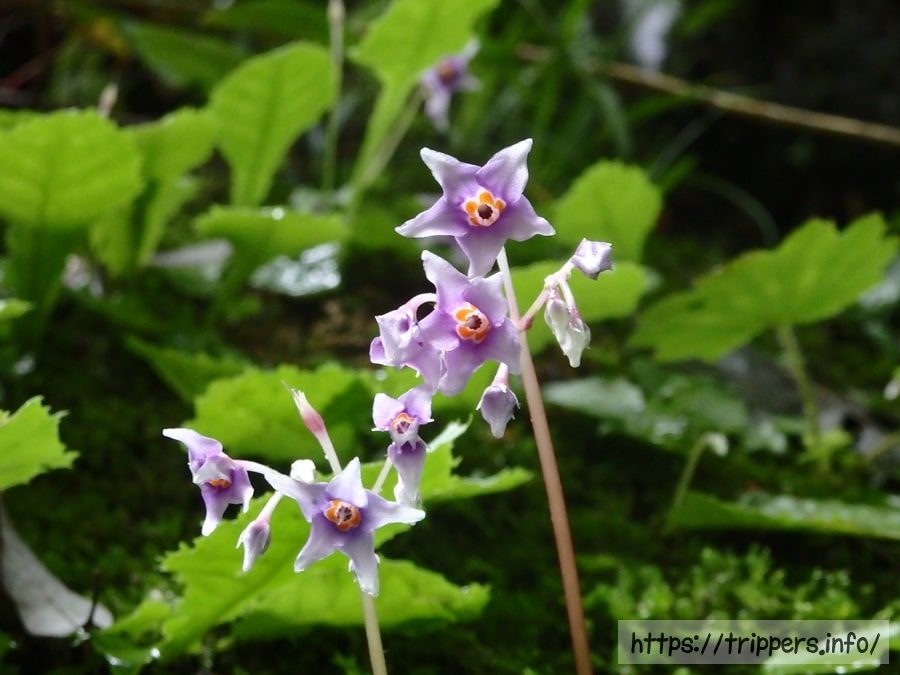 加入道山 大室山
