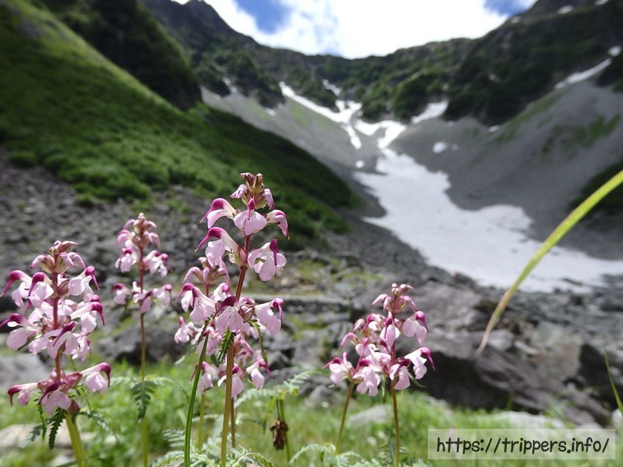 ヨツバシオガマ