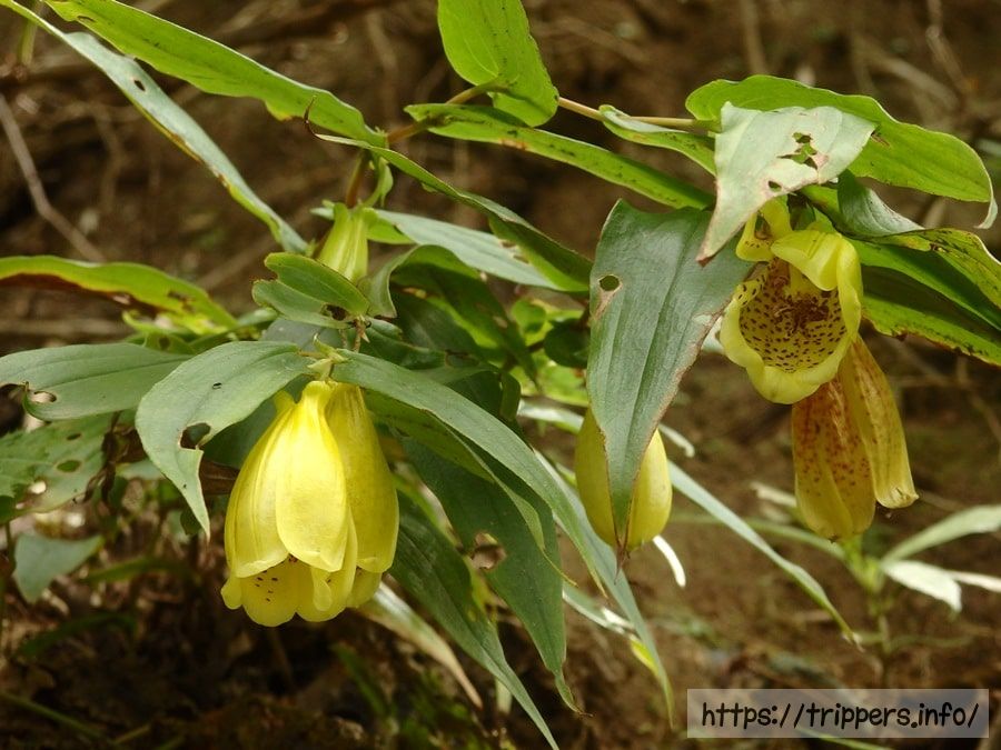 サガミジョウロウホトトギス