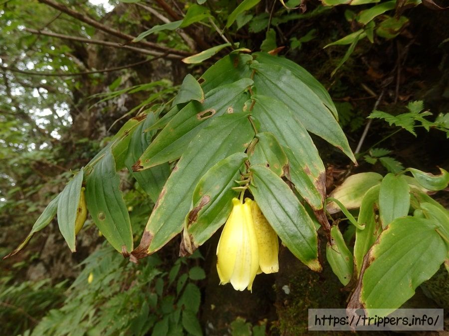 サガミジョウロウホトトギス