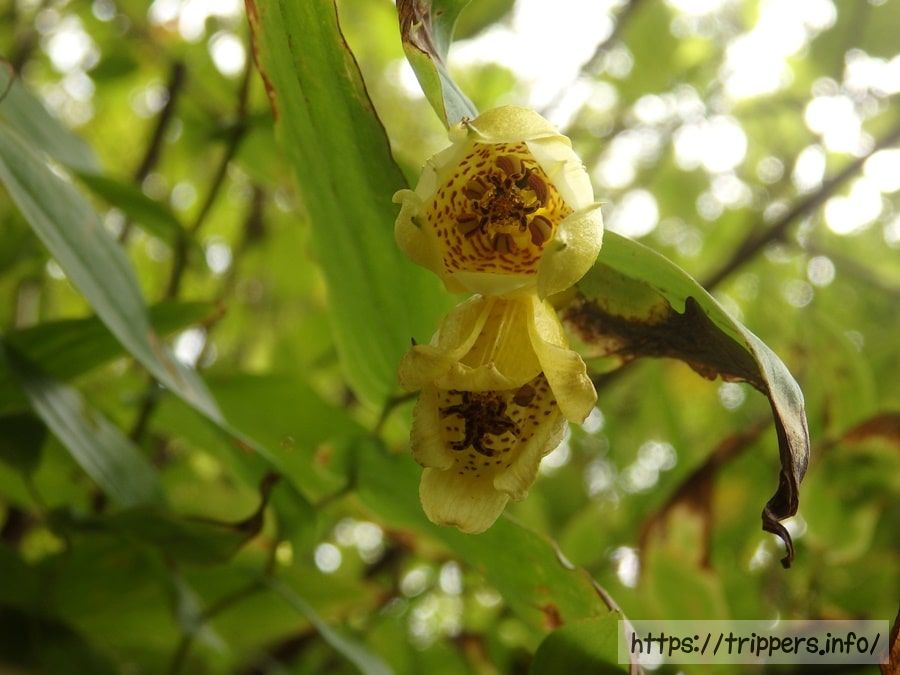 サガミジョウロウホトトギス