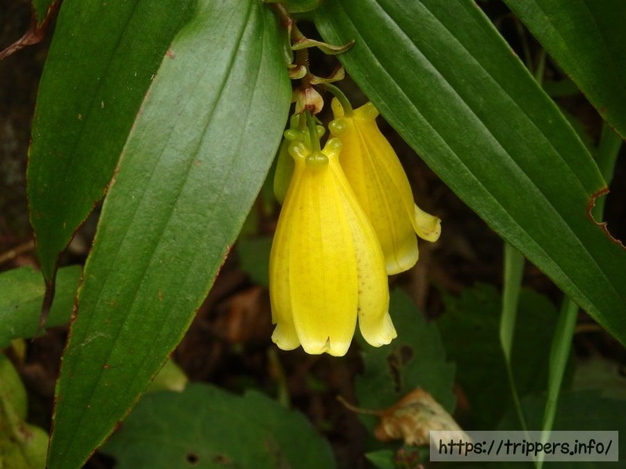 サガミジョウロウホトトギス