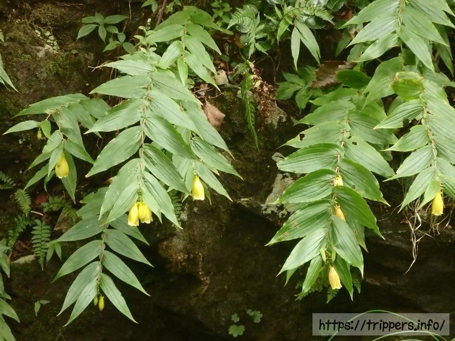 サガミジョウロウホトトギス