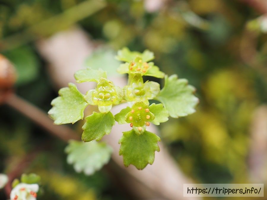 イワネコノメソウ