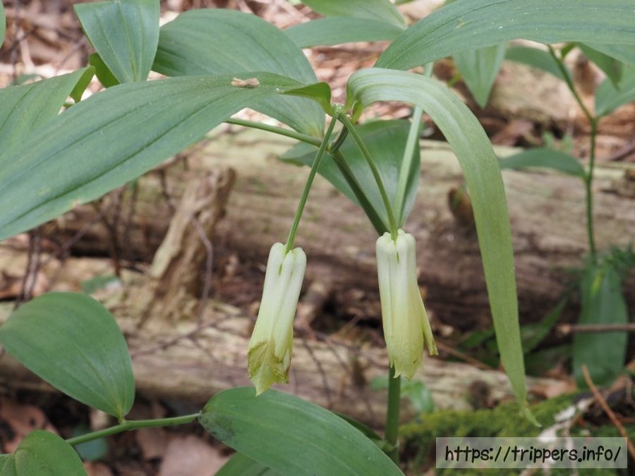 ホウチャクソウ