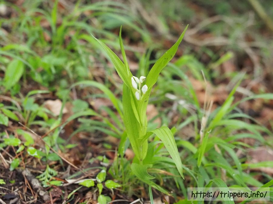 ササバギンラン