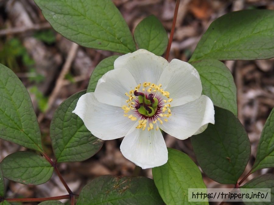 ヤマシャクヤク