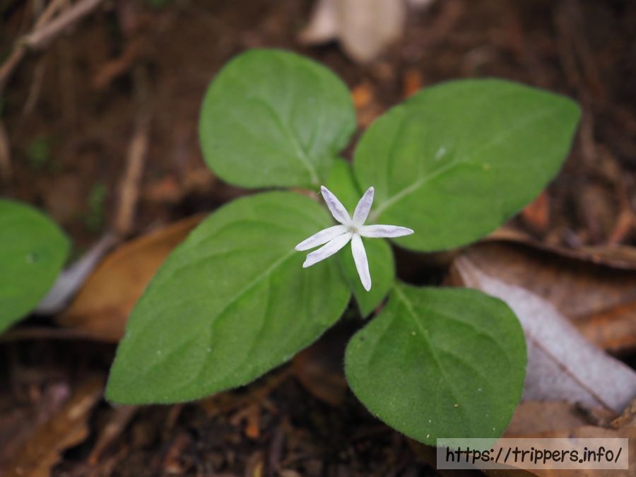 ホシザキイナモリソウ