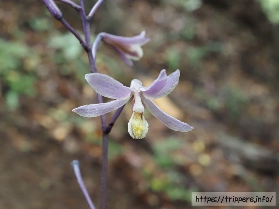 ムラサキムヨウラン