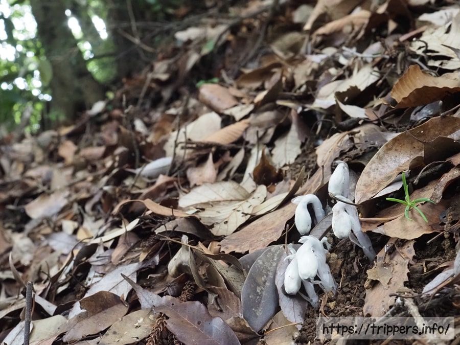 ギンリョウソウ